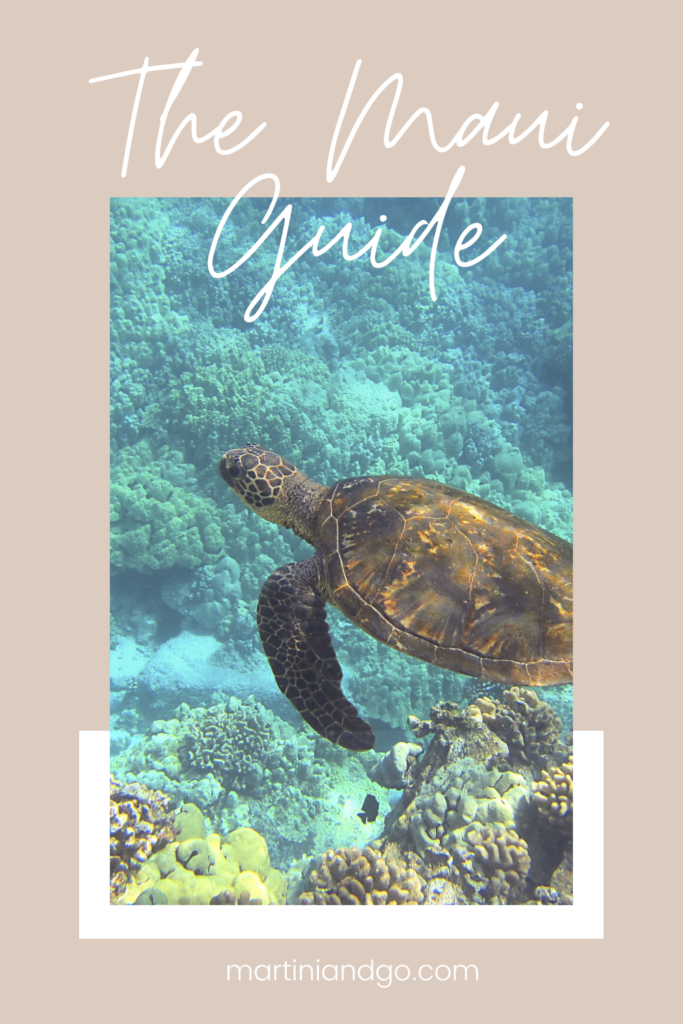 Turtle swimming in water travel guide