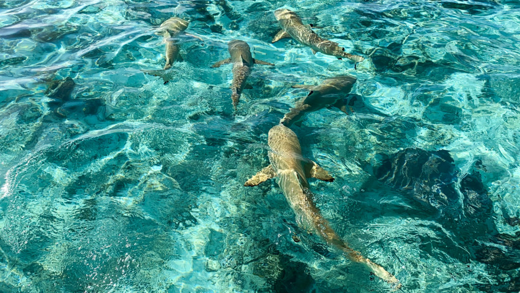 Swimming with sharks and stingrays in Bora Bora